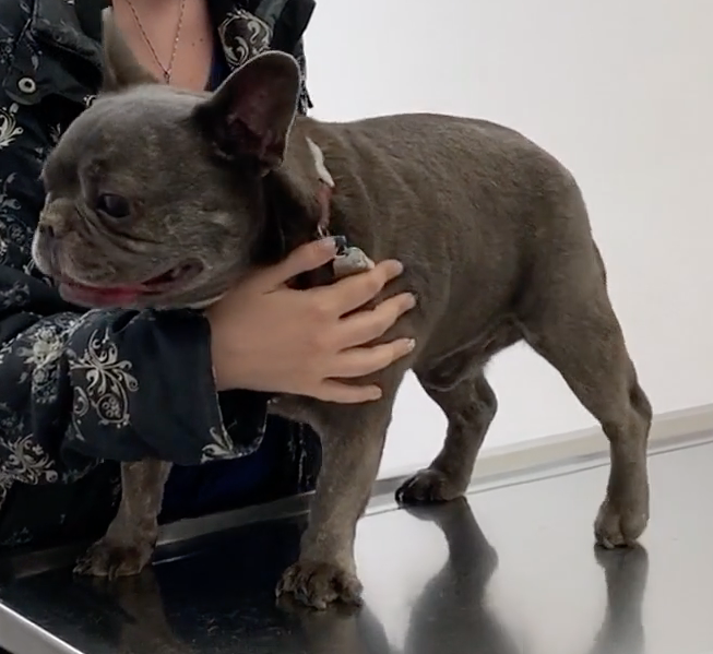 Genève vétérinaire de garde, Veterinaire de Garde Nyon, Veterinaire Nyon, Vétérinaire de Garde, Vétérinaire urgence Nyon, Veterinaire de Garde Geneve, Vétérinaire de Garde Genève