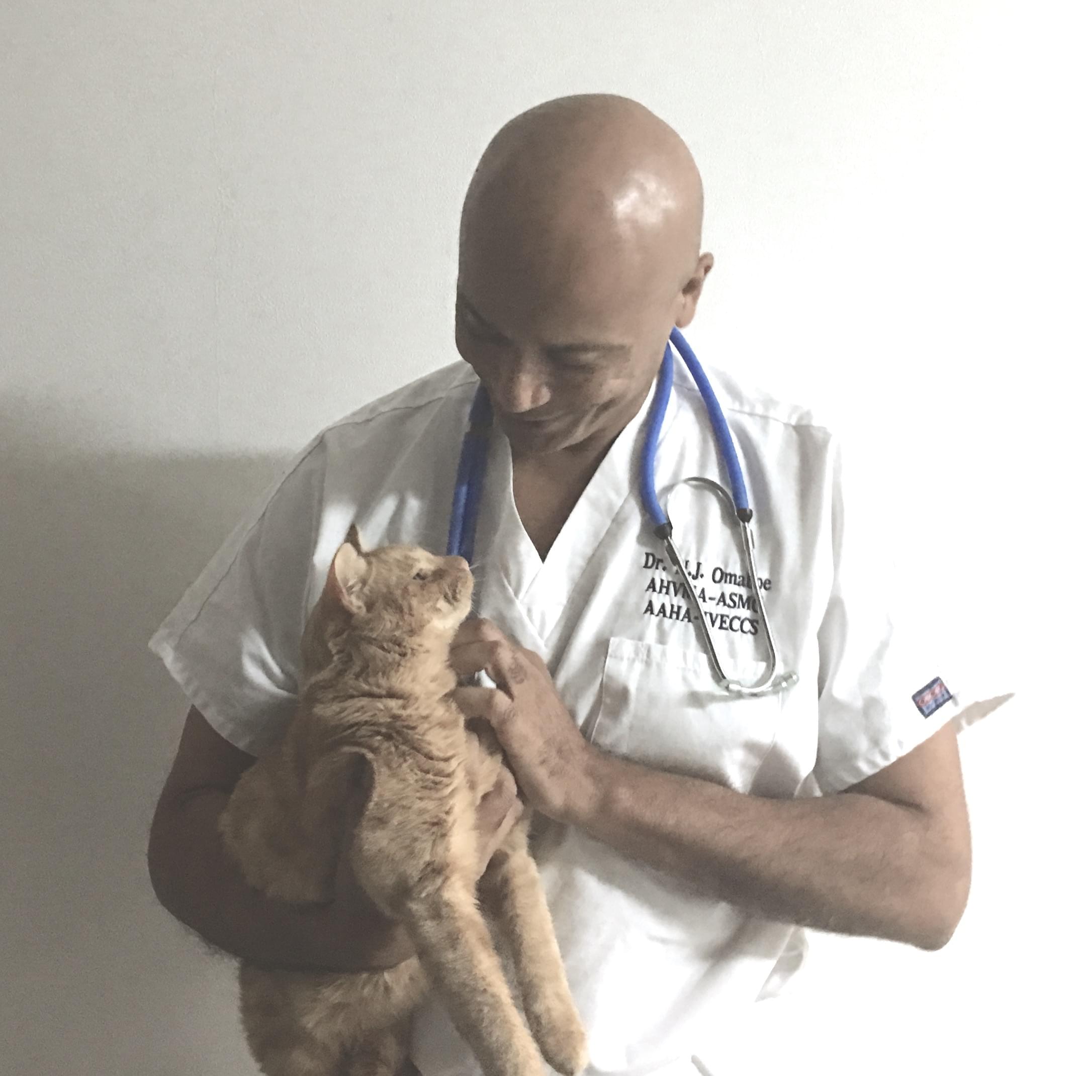 Vétérinaire Nyon, Veterinaire Nyon, Nyon Veterinaire, Nyon Vétérinaire, cabinet vétérinaire Nyon, cabinet veterinaire Nyon, clinique vétérinaire Nyon, vétérinaire de Garde Nyon,veterinaire de Garde Nyon, Cabinet Vétérinaire International