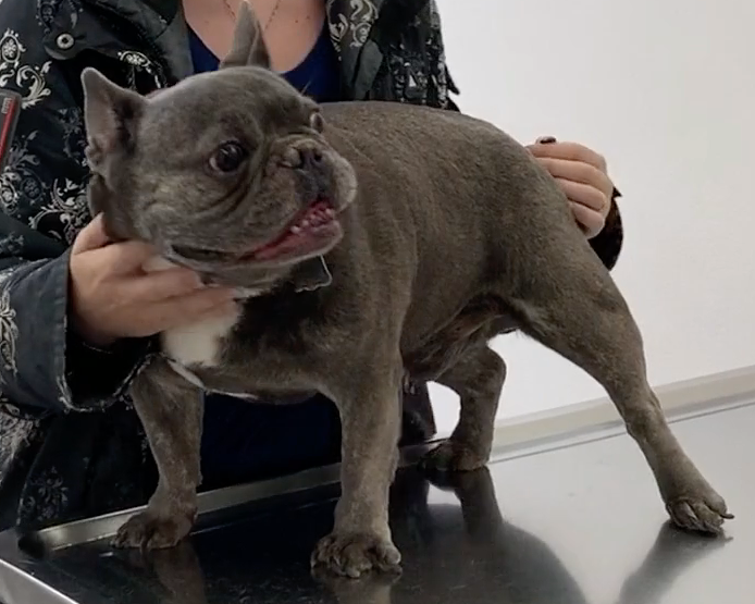 Genève vétérinaire de garde, Veterinaire de Garde Nyon, Veterinaire Nyon, Vétérinaire de Garde, Vétérinaire urgence Nyon, Veterinaire de Garde Geneve, Vétérinaire de Garde Genève