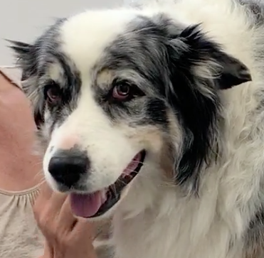 chien, Vétérinaire Nyon, Veterinaire Nyon, Nyon Veterinaire, Nyon Vétérinaire, cabinet vétérinaire Nyon, cabinet veterinaire Nyon, clinique vétérinaire Nyon, vétérinaire de Garde Nyon,veterinaire de Garde Nyon, Cabinet Vétérinaire International