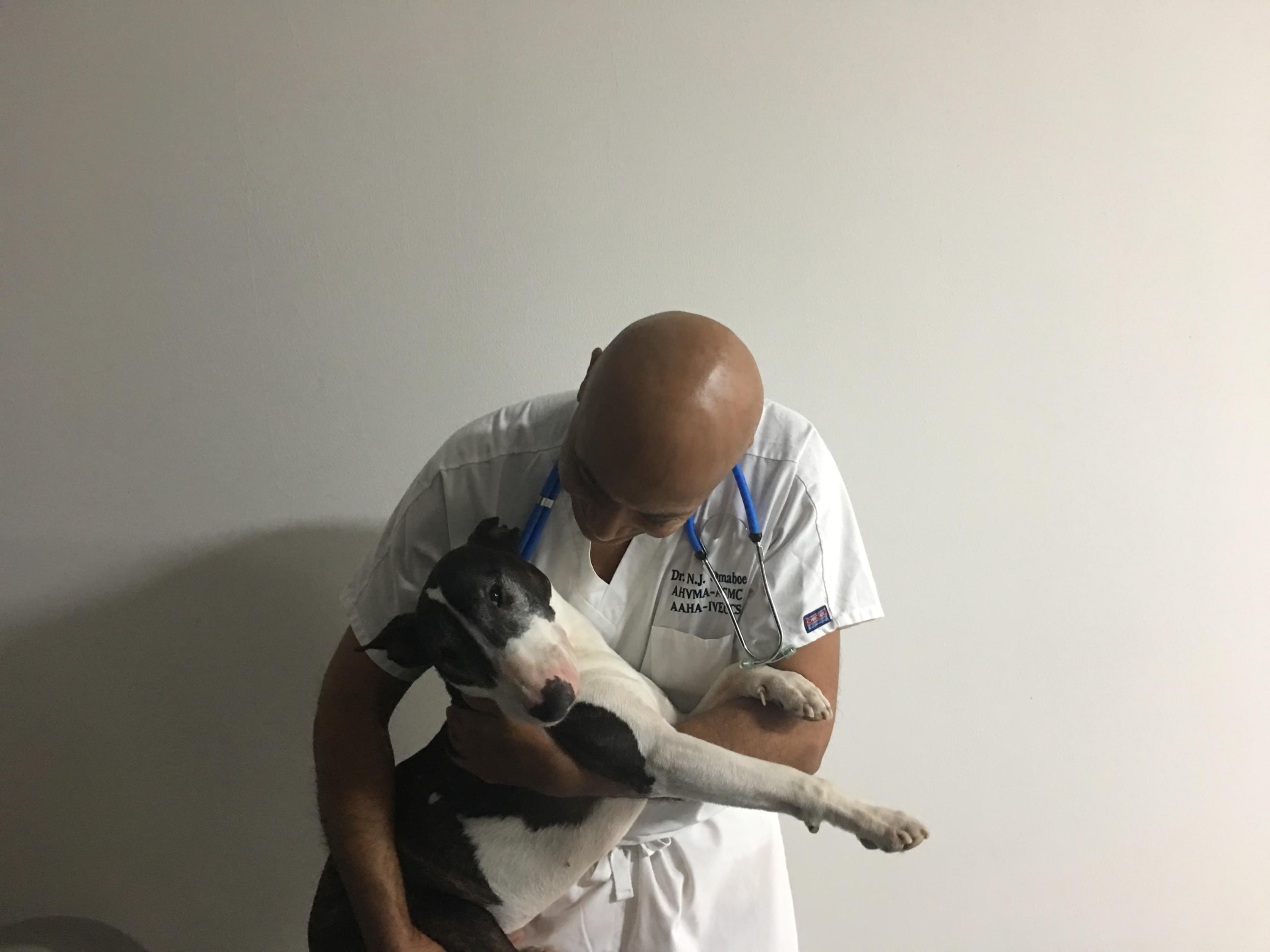 Vétérinaire Nyon, Veterinaire Nyon, Nyon Veterinaire, Nyon Vétérinaire, cabinet vétérinaire Nyon, cabinet veterinaire Nyon, clinique vétérinaire Nyon, vétérinaire de Garde Nyon,veterinaire de Garde Nyon, Cabinet Vétérinaire International