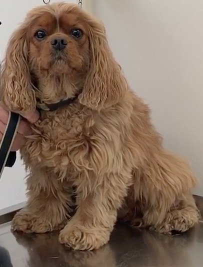 Genève vétérinaire de garde, Veterinaire de Garde Nyon, Veterinaire Nyon, Vétérinaire de Garde, Vétérinaire urgence Nyon, Veterinaire de Garde Geneve, Vétérinaire de Garde Genève